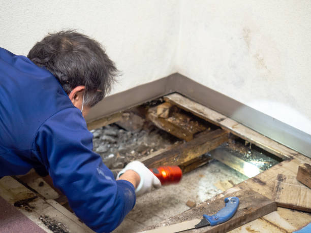 Best Professional Mold Removal  in Fairmount, NY