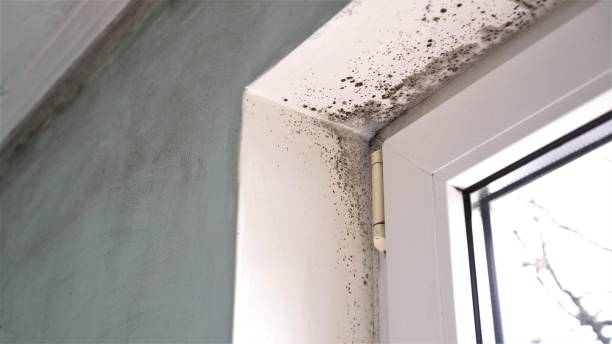 Best Same-Day Mold Removal  in Fairmount, NY