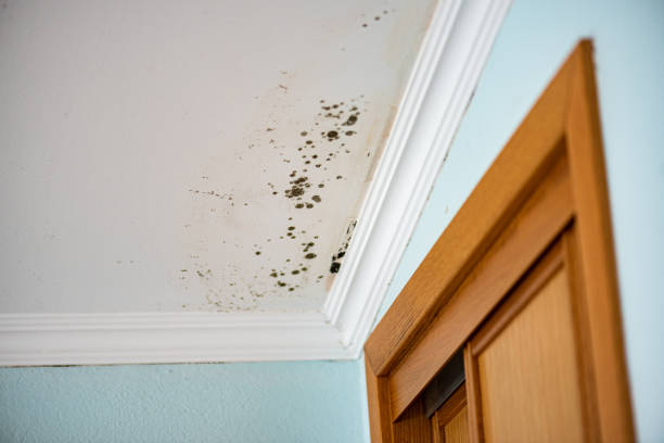 Best Water Damage Restoration  in Fairmount, NY