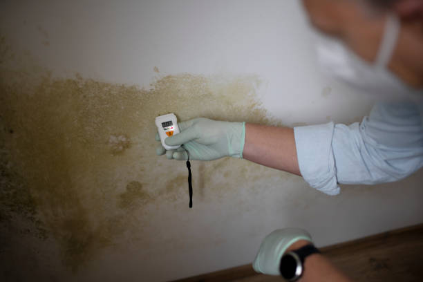 Best Mold Testing  in Fairmount, NY