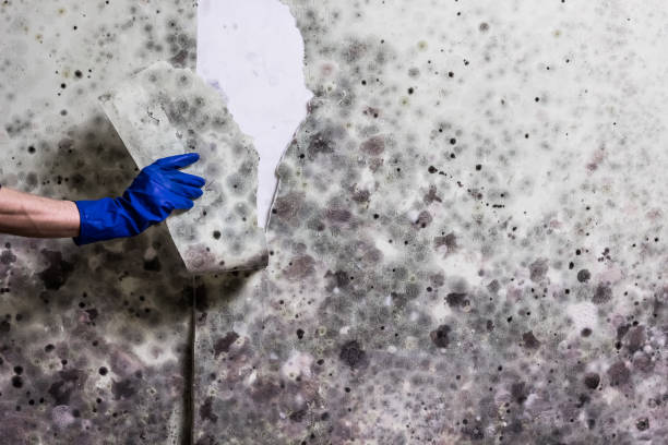 Best Mold Testing  in Fairmount, NY