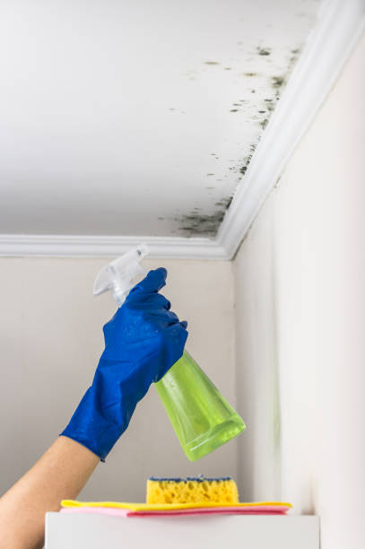 Best Certified Mold Removal  in Fairmount, NY