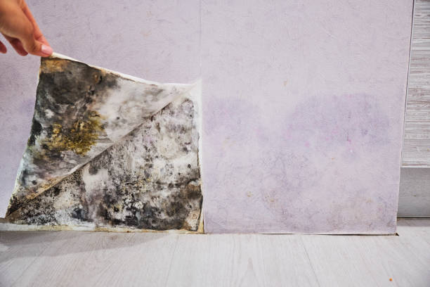 Best Same-Day Mold Removal  in Fairmount, NY